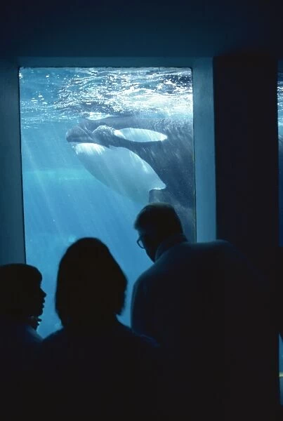 Family watching killer whales, Vancouver Aquarium, British Columbia, Canada