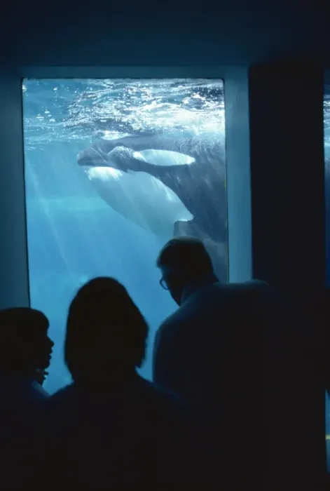Framed Print : Family watching killer whales, Vancouver Aquarium, British Columbia, Canada