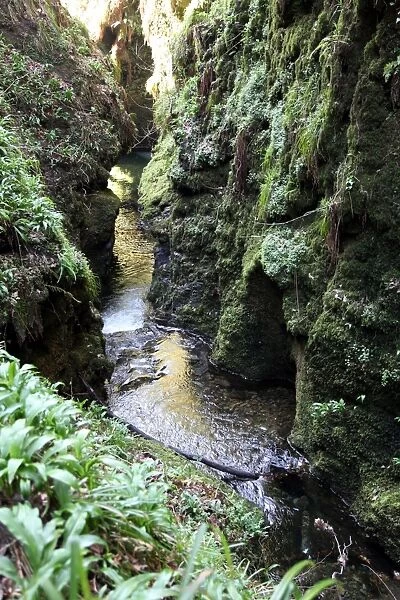 Famous 3 mile gorge in Devon owned by the National Trust, Devon, England, United Kingdom, Europe