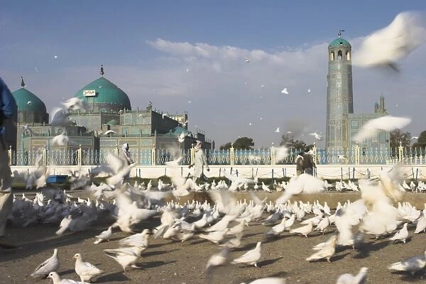 Famous white pigeons at the Shrine of Hazrat Ali, founded by the Seljuks in the 12th century