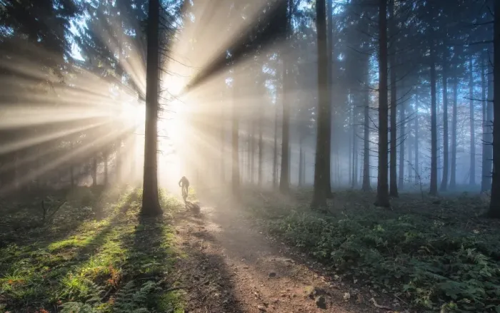 Framed Print : Fan of light rays and trail in a misty forest, Baden-Wurttemberg, Germany, Europe Framed Print : Fan of light rays and trail in a misty forest, Baden-Wurttemberg, Germany, Europe