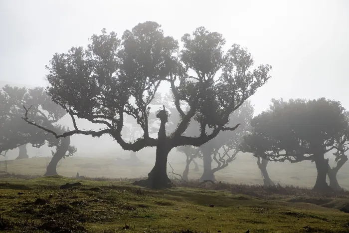 Framed Print : fanal laurel forest in madeira with majestic ancient trees Framed Print : fanal laurel forest in madeira with majestic ancient trees