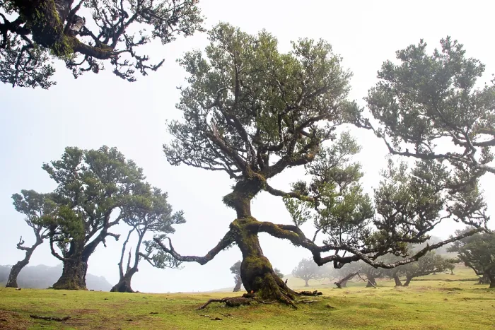 Framed Print : fanal laurel forest in madeira with majestic ancient trees Framed Print : fanal laurel forest in madeira with majestic ancient trees