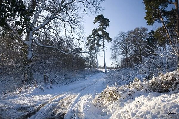 Farm track after snow, Dormansland, Surrey, England, United Kingdom, Europe
