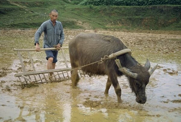 Farmer with bullock plough in flooded field at Guilin, China, Asia