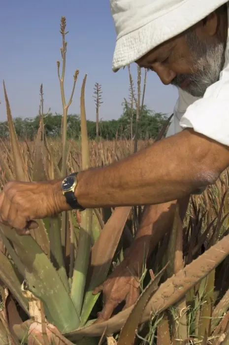 Framed Print : Farmer checking an aloe vera bush Framed Print : Farmer checking an aloe vera bush