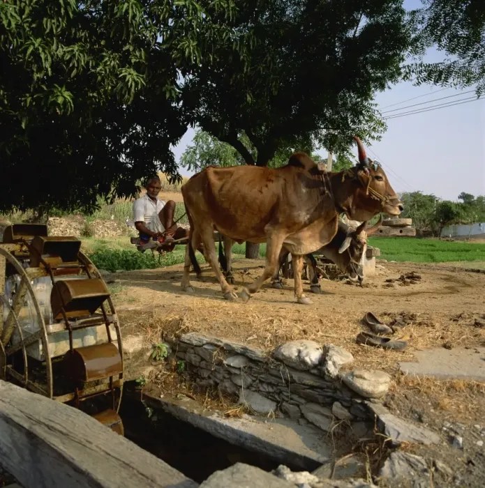 Framed Print : Farmer drawing water from well, Rajasthan, India, Asia Framed Print : Farmer drawing water from well, Rajasthan, India, Asia