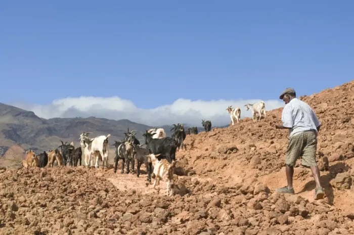 Framed Print : Farmer with his goats in rocky landscape, San Antao, Cape Verde Islands, Africa Framed Print : Farmer with his goats in rocky landscape, San Antao, Cape Verde Islands, Africa