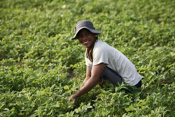 Farmer growing greens, Kampot, Cambodia, Indochina, Southeast Asia, Asia