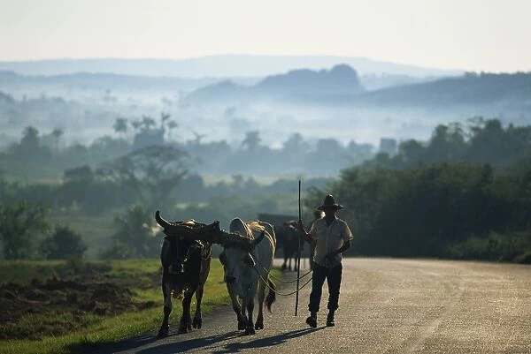 A farmer leading two bullocks along an empty country road, with misty rural landscape in the background, Cuba, West Indies