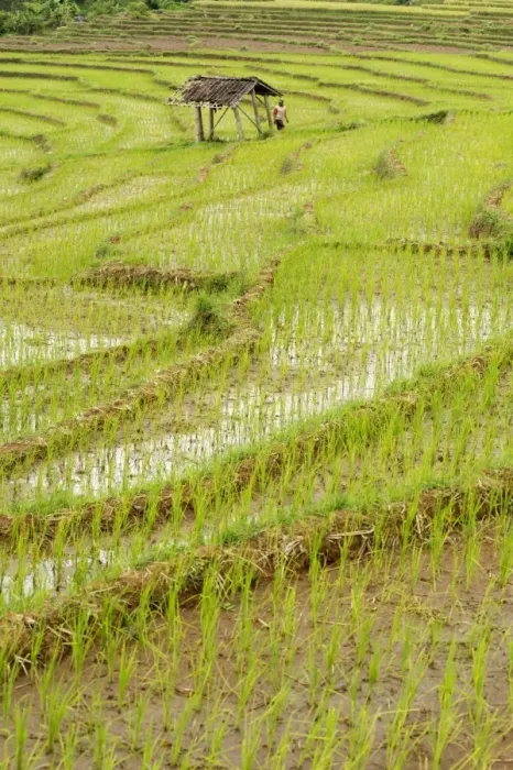 Framed Print : Farmer leaving tiny shack in rice paddy fields laid in shallow terraces, Surakarta district, Solo river valley, Java, Indonesia, Southeast Asia, Asia Framed Print : Farmer leaving tiny shack in rice paddy fields laid in shallow terraces, Surakarta district, Solo river valley, Java, Indonesia, Southeast Asia, Asia