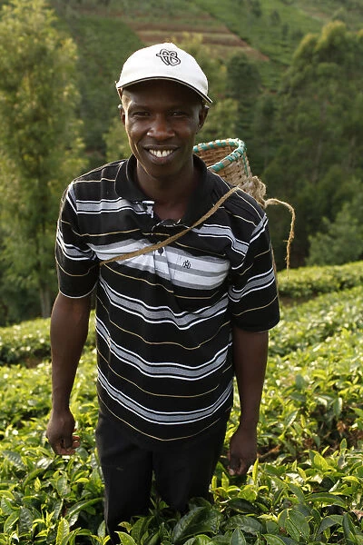 Farmer Lincoln Kimanthi Mugo picking tea, Kathangiri, Kenya, East Africa, Africa