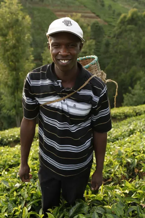 Framed Print : Farmer Lincoln Kimanthi Mugo picking tea, Kathangiri, Kenya, East Africa, Africa Framed Print : Farmer Lincoln Kimanthi Mugo picking tea, Kathangiri, Kenya, East Africa, Africa