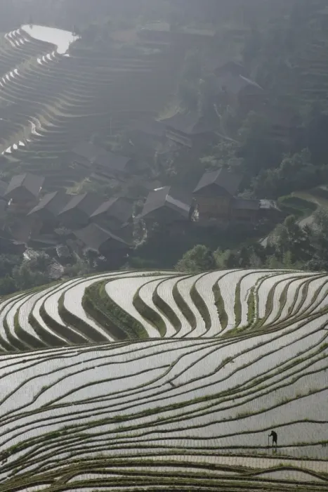 Framed Print : Farmer in Longsheng terraced ricefields, Guangxi Province, China, Asia Framed Print : Farmer in Longsheng terraced ricefields, Guangxi Province, China, Asia