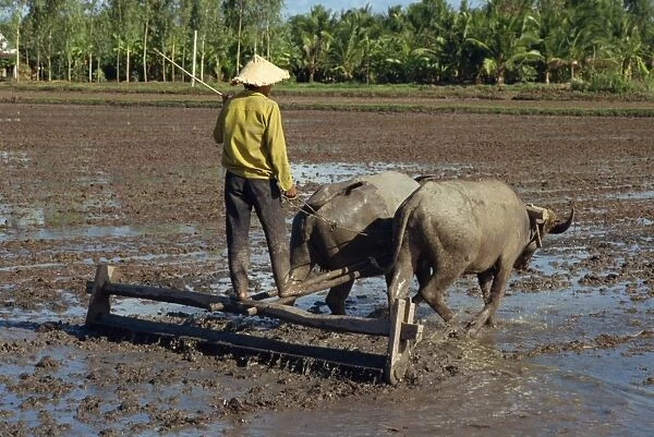 Farmer with oxen drawing plough in flooded fields near