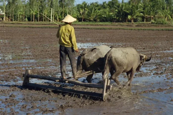 Framed Print : Farmer with oxen drawing plough in flooded fields near