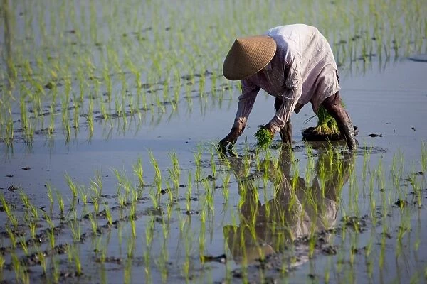 Farmer planting rice, Kerobokan, Bali, Indonesia, Southeast Asia, Asia