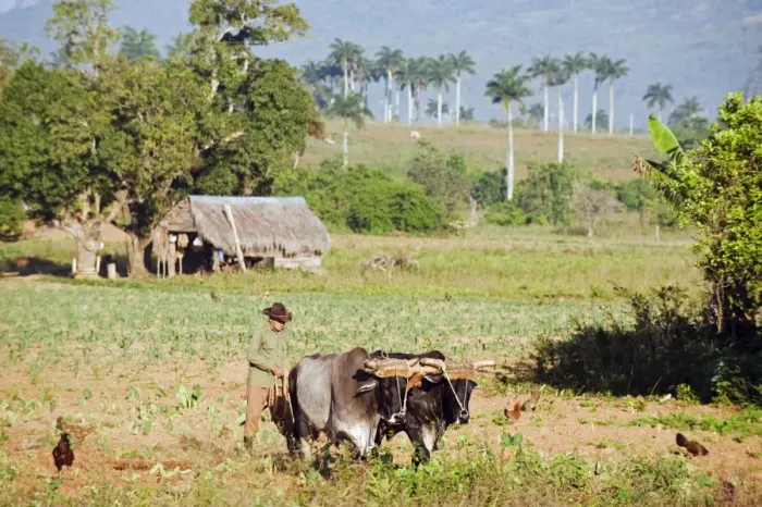 Framed Print : A farmer ploughing his field with oxen, UNESCO World Heritage Site, Vinales Valley Framed Print : A farmer ploughing his field with oxen, UNESCO World Heritage Site, Vinales Valley