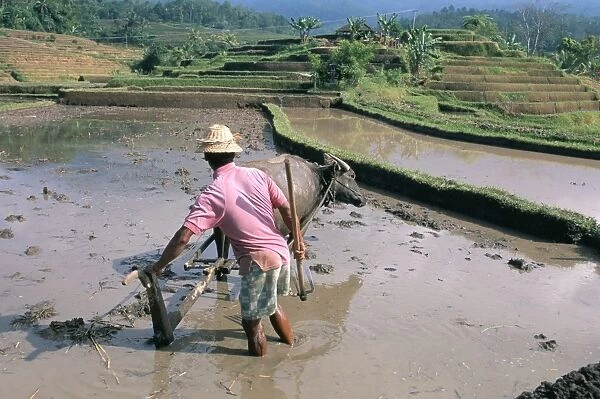 Farmer ploughing flooded rice field