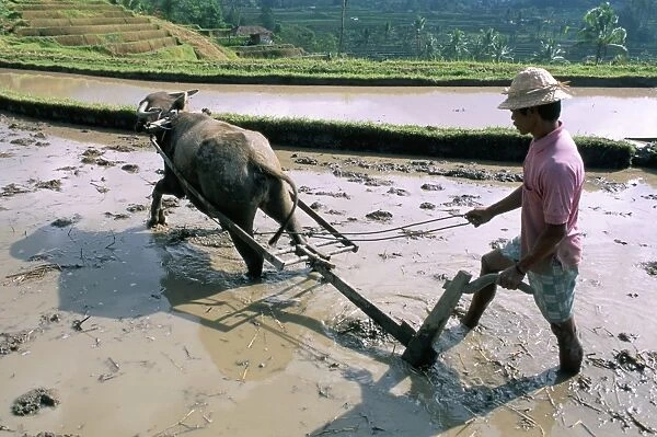 Farmer ploughing flooded rice field