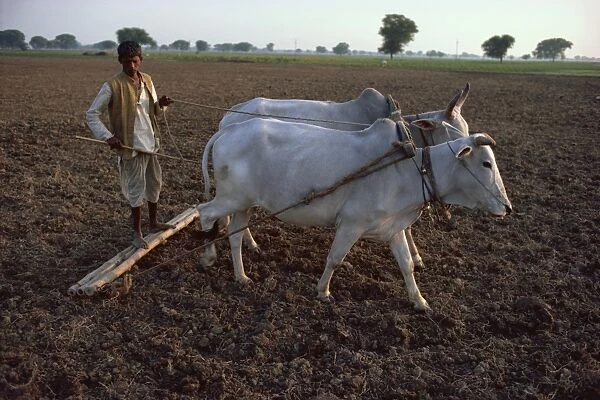 Farmer ploughing, India, Asia