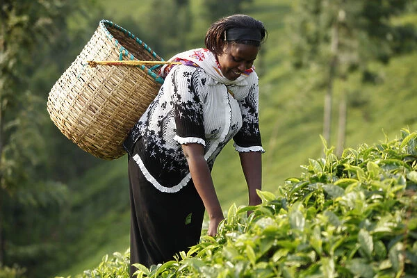Farmer Polly Mukami picking tea, Kathangiri, Kenya, East Africa, Africa