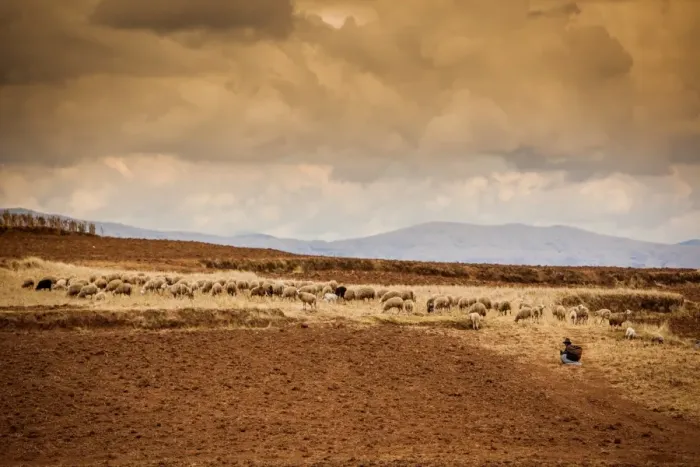 Framed Print : Farmer and her sheep, Sacred Valley, Cusco, Peru, South America