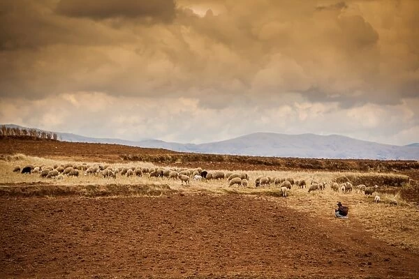 Farmer and her sheep, Sacred Valley, Cusco, Peru, South America