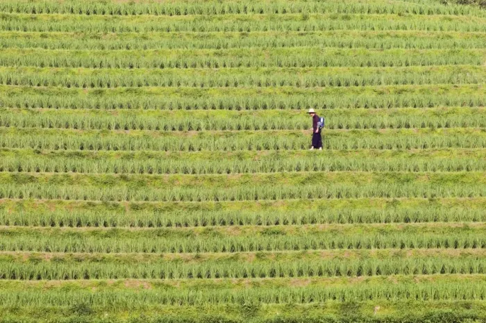 Framed Print : Farmer spraying rice crops for harvest at the Dragons Backbone rice terraces Framed Print : Farmer spraying rice crops for harvest at the Dragons Backbone rice terraces