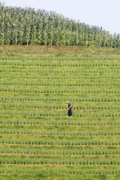Framed Print : Farmer spraying rice crops for harvest at the Dragons Backbone rice terraces Framed Print : Farmer spraying rice crops for harvest at the Dragons Backbone rice terraces