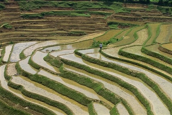 Farmer in terraced rice paddies at Longsheng in north east Guangxi, China, Asia