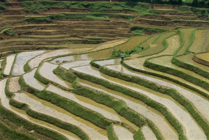 Framed Print : Farmer in terraced rice paddies at Longsheng in north east Guangxi, China, Asia Framed Print : Farmer in terraced rice paddies at Longsheng in north east Guangxi, China, Asia