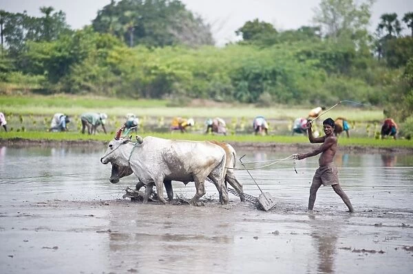 Farmer using cattle to plough rice paddy, rice planters in background, Tiruvannamalai district