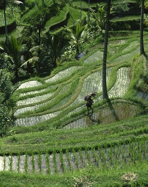A farmer walking through lush rice terraces on Bali