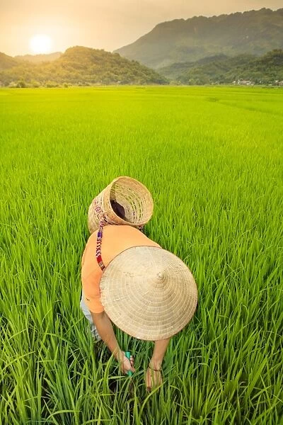 Farmer wearing a conical hat in rice fields, Mai Chau, Hoa Binh, Vietnam, Indochina
