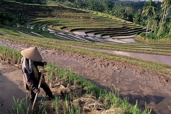 Farmer working in rice terraces