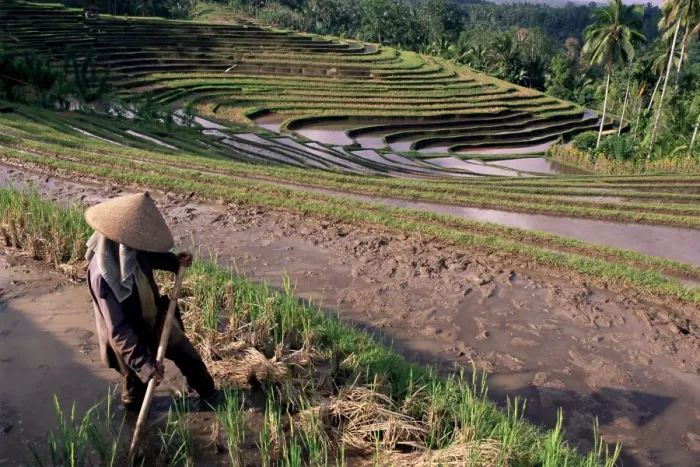 Framed Print : Farmer working in rice terraces Framed Print : Farmer working in rice terraces