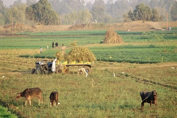 Farmers harvesting in fields near Tanta, Delta area, Egypt, North Africa, Africa