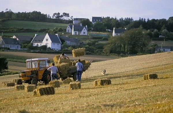 Farmers harvesting, near Telgruc-sur-Mer, Crozon Peninsula, Brittany, France, Europe