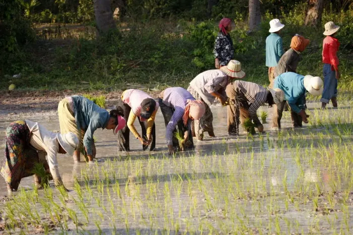 Framed Print : Farmers planting rice, Siem Reap, Cambodia, Indochina, Southeast Asia, Asia Framed Print : Farmers planting rice, Siem Reap, Cambodia, Indochina, Southeast Asia, Asia