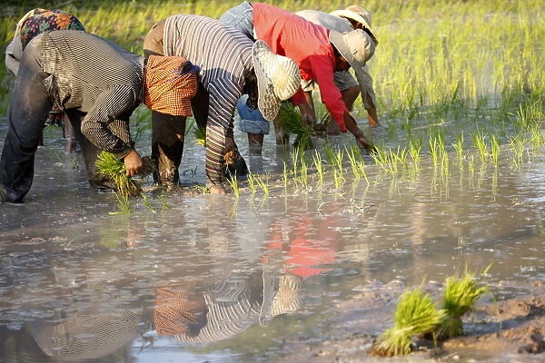 Farmers planting rice, Siem Reap, Cambodia, Indochina, Southeast Asia, Asia