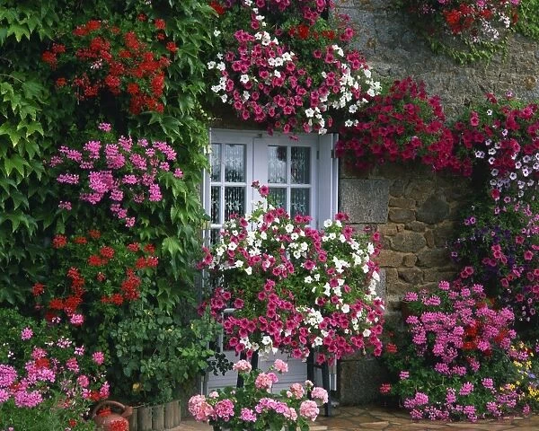 Farmhouse window surrounded by flowers, Ille-et-Vilaine, Brittany, France, Europe