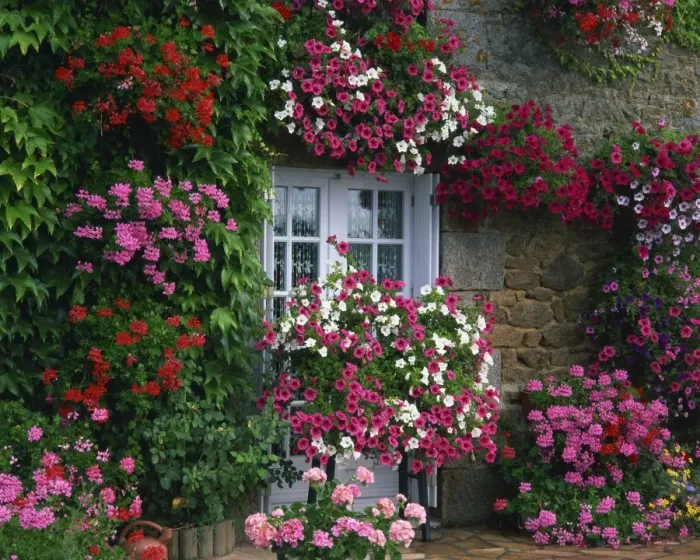 Framed Print : Farmhouse window surrounded by flowers, Ille-et-Vilaine, Brittany, France, Europe Framed Print : Farmhouse window surrounded by flowers, Ille-et-Vilaine, Brittany, France, Europe