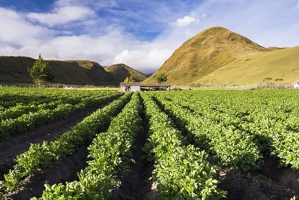 Farmland at the base of Illiniza Norte Volcano, Pichincha Province, Ecuador, South