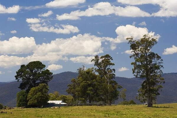 Farmland, Butchers Ridge, Victoria, Australia, Pacific