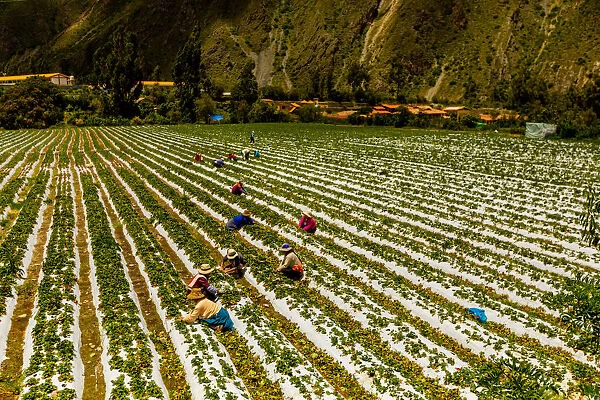Farmland at El Albergue next to Peruvian mountains, Peru, South America