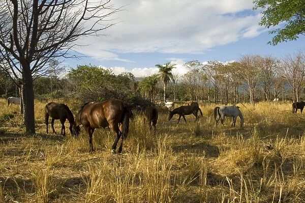 Farmland with horses grazing, Hacienda Guachipelin, near Rincon de la Vieja National Park