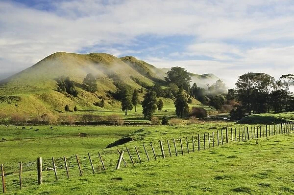 Farmland, near Matawai, Gisborne, North Island, New Zealand, Pacific