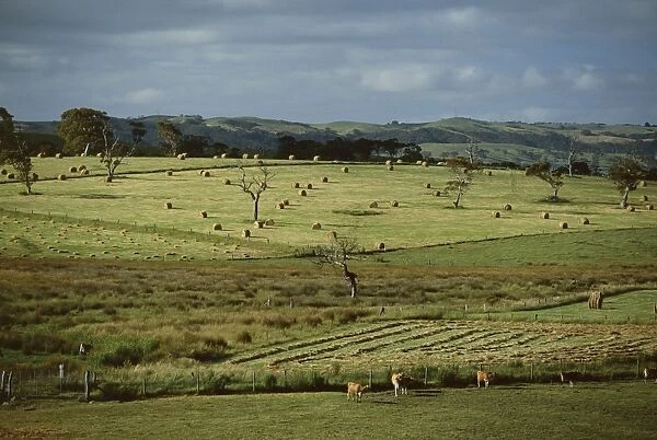 Farmland near Willunga, Fleurieu Peninsula, south of Adelaide, South Australia