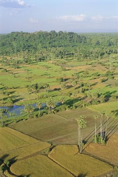 Farmland and trees at Angkor Wat, Siem Reap, Cambodia, Indochina, Asia